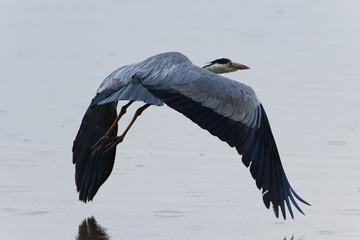 grey heron flying by the camera