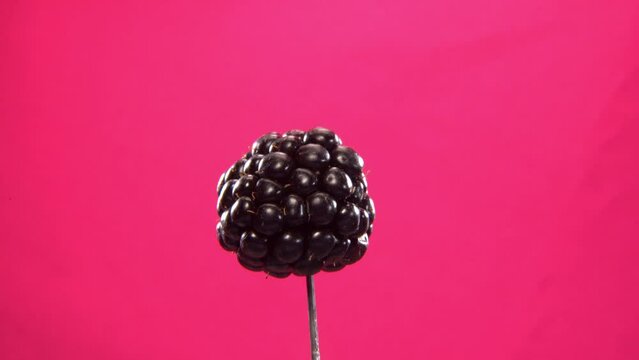 Blackberry rotating with loop on fuchsia screen for chroma key