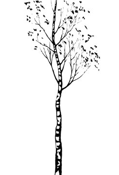 Birch. Vector Drawing Black Pattern