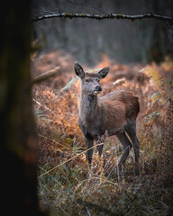 deer in the woods