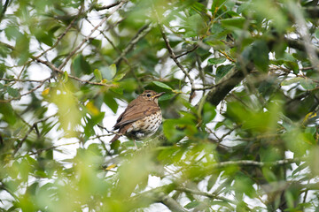 song thrush sweet in a tree