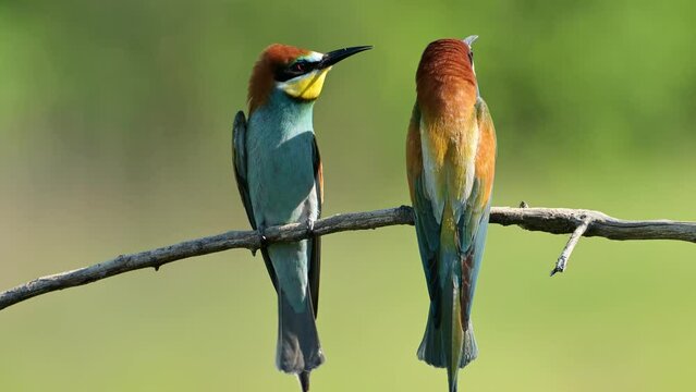Two European bee-eater birds (Merops apiaster) perched on a branch.