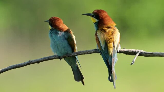 Birds European bee-eater perched on a branch (Merops apiaster).