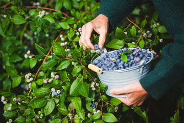 Picking blueberries in a garden