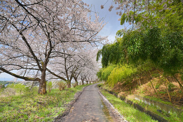 桜並木