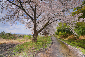 桜並木