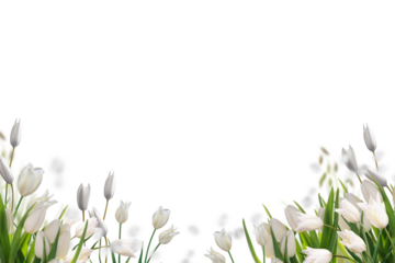 tulips multicolor flowers isolated on transparent background, Red yellow blue tulip flower isolated Photo summer spring flowers, png