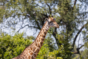 Giraffe close up in East African natural habitat national park area