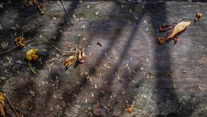 A plain old cement pattern background image with fallen leaves and dry twigs.cement pattern background , natural light