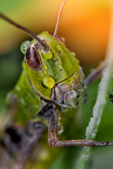 Closeup of a green grasshopper