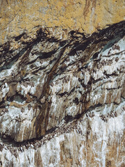 Guillemots nesting on South Stack cliffs in Anglesey, Wales