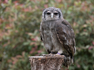 Verreaux's eagle-owl in captivity