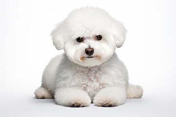 Bichon Frise dog isolated on white background