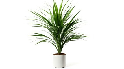 design home medium plant areca palm isolated on white background