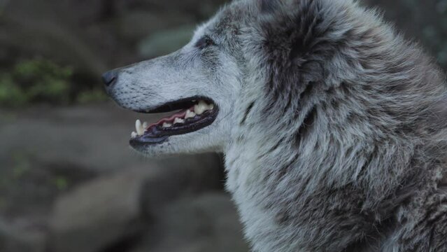 close up of grey wolf face
