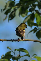 Chloris chloris, a bird sitting on a branch turns