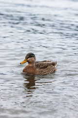 Queenstown snowy peaks