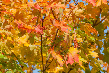 Colourful autumn leaves in Western Finland