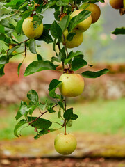 Apple tree with apples used to make cider, a typical drink from northern Spain. Asturias.