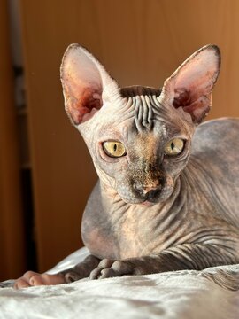 las orejas de un gato egipcio de 4 meses 