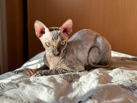 gato sphynx le  gusta toar el Sol por la ma&ntilde;ana