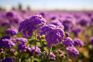 Purple verbena in the field