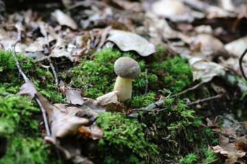 Xerocomus subtomentosus Ziegenlippe Pilz