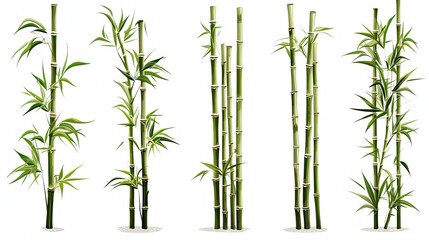 High-definition collection of bamboo bundles in forest trees isolated on white background