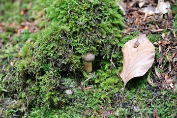 Xerocomus subtomentosus Ziegenlippe Pilz