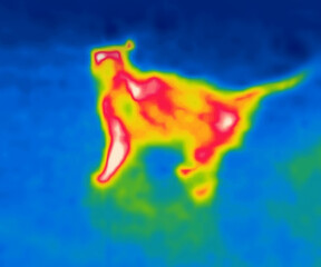 Cat at night. Image from thermal imager device.