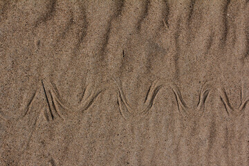 Curly imprint of a snake in the sand, meander. Most likely a viper crawled after morning sunbathing