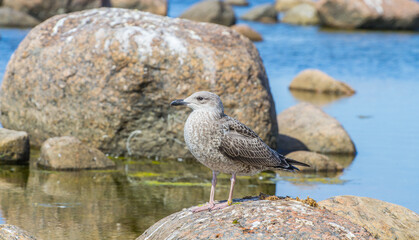 Taxonomy of birds. The Scandinavian Herring Gull (Larus argentatus omissus) subspecies fledgling...