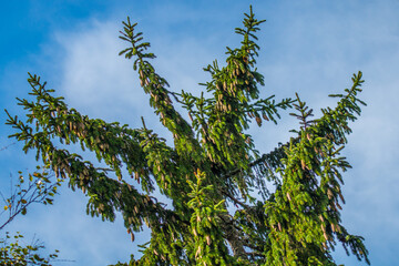 Harvest cones. European spruce (Picea excelsa, P. abies) top with many ripening cones, September