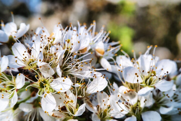 Blooming blackthorn (Prunus spinosa) thornbush (wait-a-minute). Forest steppe of Ciscaucasia. Macro