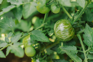 green striped round tomatoes on a green bush in the garden on a summer day selective focus
