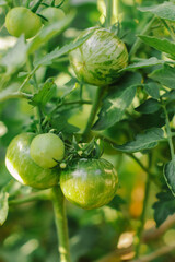 green striped round tomatoes on a green bush in the garden on a summer day selective focus