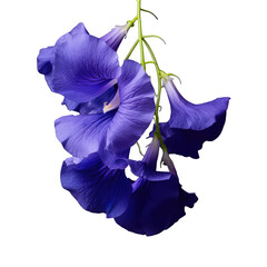 Vibrant Butterfly Pea Blossom