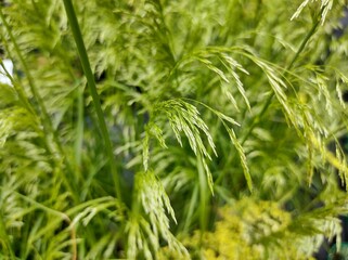 Deschampsia cespitosa 'Golden Dew'