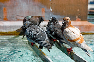 Tauben am Brunnen