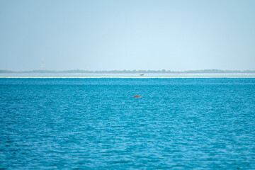 Dolphins (probably bottlenose dolphins) in the Persian Gulf, near artificial islands and Abu Dhabi