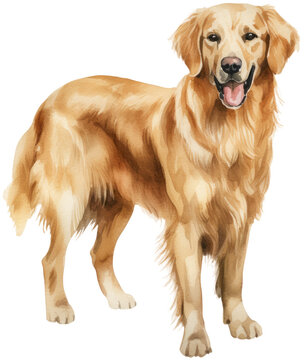 Watercolour illustration of a standing happy golden retriever dog, animal clipart isolated on a white background as transparent PNG