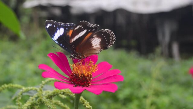 a butterfly perched on a blooming zinnia flower