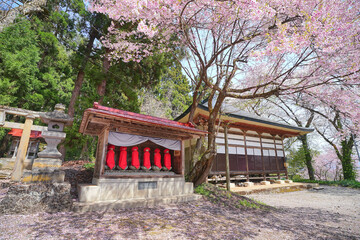 Fototapeta na wymiar 杉の糸桜