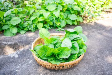 freshly picked amaranth