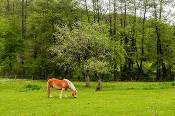 wonderful horse near trees on a green meadow