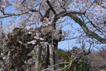 米沢の千歳桜