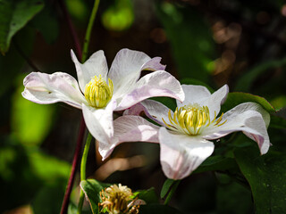 Fototapeta premium Clemetis blossoms (Southampton, England)