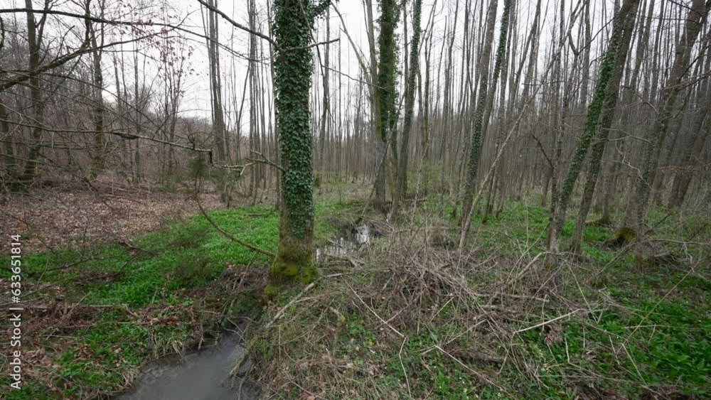 Poster small brook stream flows through messy floor ground in bare tree forest