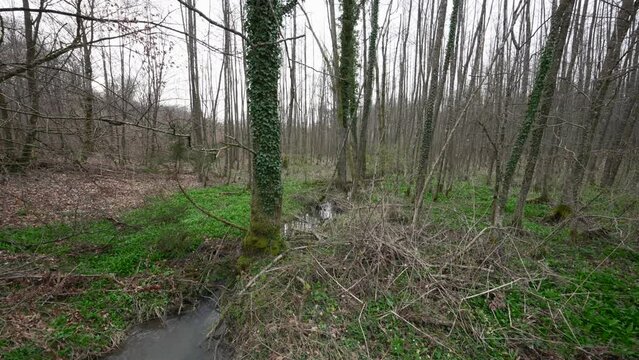 Small brook stream flows through messy floor ground in bare tree forest