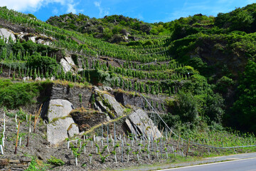 Fototapeta na wymiar Terraced vineyards on the steep slopes on hills of Ahr valley, Germany - vines and winemaking, with a metal bar for carriage during harvest time